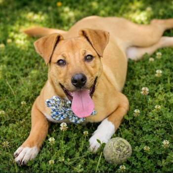 Thacker -  Mixed Breed Dog for Adoption in Little Rock, Arkansas - Thacker | PetCurious