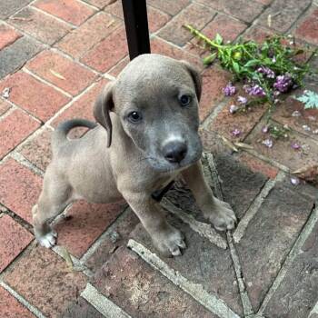 Gracie -  Beagle and Labrador Retriever Dog for Adoption in Greensboro, North Carolina - Gracie | PetCurious