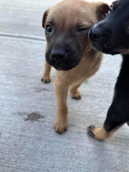 Chihuahua Dogs Available for Adoption in Holbrook, New York - BEAR | PetCurious