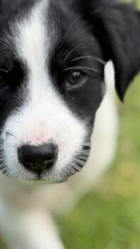Willy (Nelson) -  Shepherd Dog for Adoption in Rollingwood, Texas - Willy (Nelson) | PetCurious