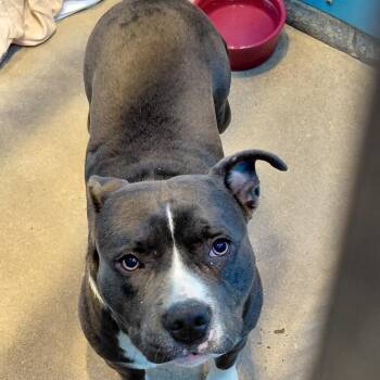 Pit Bull Terrier and Mixed Breed Dogs Available for Adoption in Philadelphia, Pennsylvania - Rosalie | PetCurious