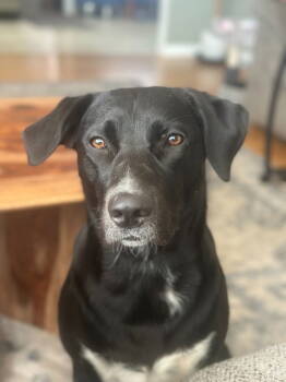 Rescue Collie and Labrador Retriever Dogs for Adoption in Battle Ground, Washington - OLIVE | PetCurious