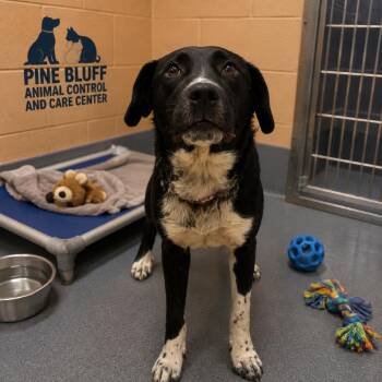 Lillian -  Mixed Breed Dog for Adoption in Pine Bluff, Arkansas - Lillian | PetCurious