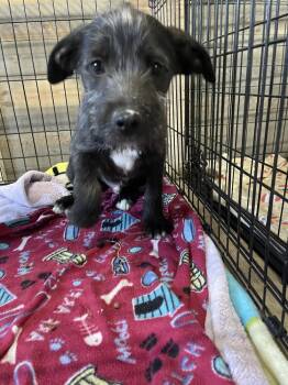 Mixed Breed Dogs Available for Adoption - Andy | PetCurious