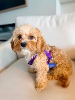 Milo -  Cavalier King Charles Spaniel and Poodle Dog for Adoption in Alafaya, Florida - Milo | PetCurious