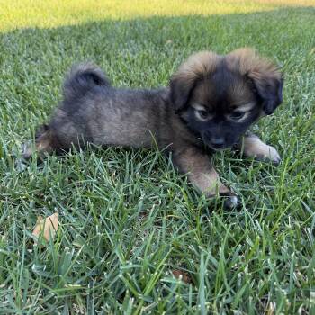KODIAK THE FLUFFIEST -  Chihuahua Dog for Adoption in Woodland, California - KODIAK THE FLUFFIEST | PetCurious