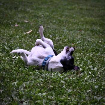 Max (VA) -  Rat Terrier Dog for Adoption in Atlanta, Georgia - Max (VA) | PetCurious