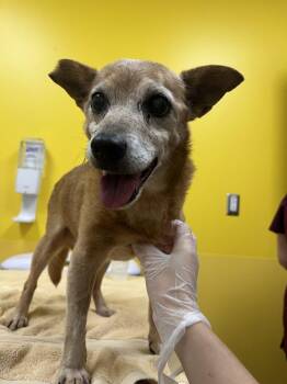 Hubert -  Mixed Breed Dog for Adoption in Raleigh, North Carolina - Hubert | PetCurious