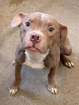 Pit Bull Terrier Dogs Available for Adoption - Rory | PetCurious