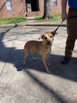 Shepherd Dogs Available for Adoption in Shelbyville, Tennessee - Swirlix | PetCurious