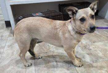 Cali -  Terrier and Corgi Dog for Adoption in Littleton, Colorado - Cali | PetCurious
