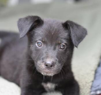 Shadow -  Australian Cattle Dog Blue Heeler Dog for Adoption in Sioux City, Iowa - Shadow | PetCurious