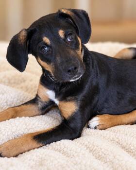 Rugar -  Black Mouth Cur Dog for Adoption in Salamanca, New York - Rugar | PetCurious