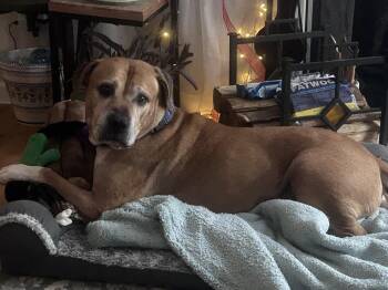 Rescue Pit Bull Terrier Dogs for Adoption in Derwood, Maryland - Toby | PetCurious