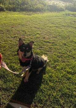 Maple -  Corgi Dog for Adoption in Clayton, New Jersey - Maple | PetCurious