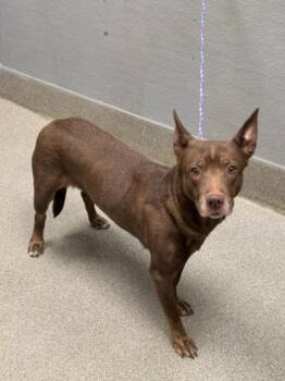 HARLEM -  Australian Kelpie and Mixed Breed Dog for Adoption in Las Vegas, Nevada - HARLEM | PetCurious