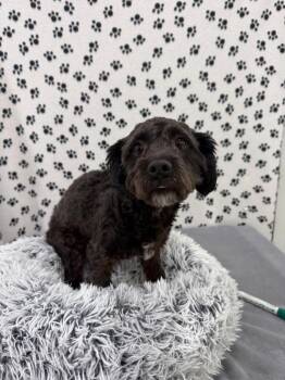 Terrier Dogs Available for Adoption in Brookings, Oregon - Flynn | PetCurious