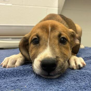 Terrier Dogs Available for Adoption in Corpus Christi, Texas - Cinnamon | PetCurious