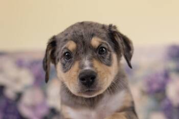Australian Cattle Dog Blue Heeler and Terrier Dogs Available for Adoption in Whitestown, Indiana - Alisa | PetCurious