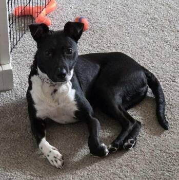 Pit Bull Terrier and Jack Russell Terrier Dogs Available for Adoption in Midland, Michigan - Jax | PetCurious