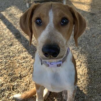 Rescue Cattle Dog Dogs for Adoption in Washburn, Missouri - Jax | PetCurious