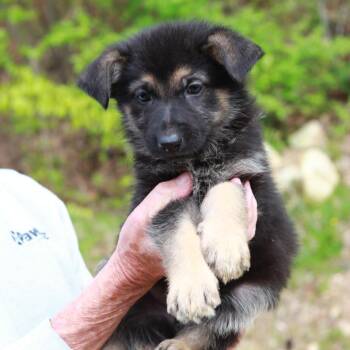 Shepherd and Mixed Breed Dogs Available for Adoption in Eastford, Connecticut - CT Acadia | PetCurious