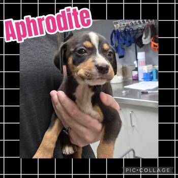 Aphrodite -  Hound and Labrador Retriever Dog for Adoption in Ringwood, New Jersey - Aphrodite | PetCurious