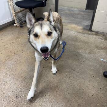 Mystic -  Husky Dog for Adoption in Madisonville, Kentucky - Mystic | PetCurious