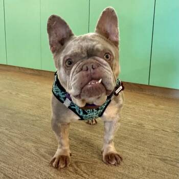 Chonkers 14287 -  French Bulldog Dog for Adoption in San Francisco, California - Chonkers 14287 | PetCurious