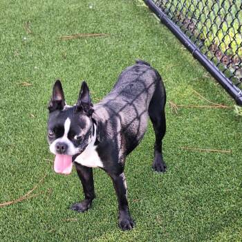 Frankie aka English Muffin 1182 -  Boston Terrier and None Dog for Adoption in Loxahatchee Groves, Florida - Frankie Aka English Muffin 1182 | PetCurious