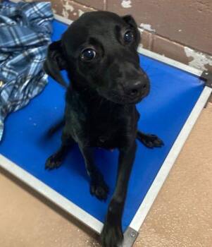 Dr. Frank-N-Furter -  Labrador Retriever Dog for Adoption in Stratham, New Hampshire - Dr. Frank-N-Furter | PetCurious