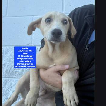 McFly -  Labrador Retriever and Pointer Dog for Adoption in Oviedo, Florida - McFly | PetCurious