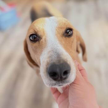 Maude -  Foxhound Dog for Adoption in Culpeper, Virginia - Maude | PetCurious