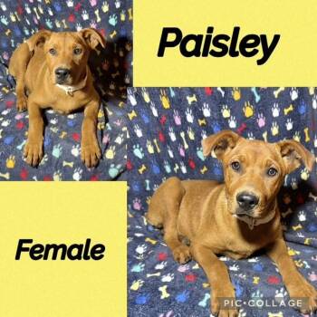 Hound Dogs Available for Adoption in Manchester, Connecticut - Paisley 1 | PetCurious