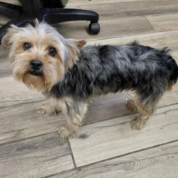 Yorkshire Terrier Dogs Available for Adoption - Chewie | PetCurious