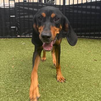 Jeanie -  Black And Tan Coonhound Dog for Adoption in Charlottesville, Virginia - Jeanie | PetCurious