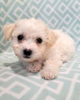 Poodle and Terrier Dogs Available for Adoption - Porter | PetCurious