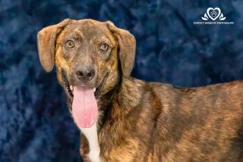 Rescue Hound Dogs for Adoption in Houston, Texas - Justify | PetCurious
