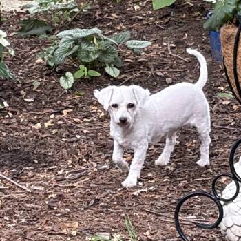 Betty White -  Bichon Frise Dog for Adoption in Union Grove, Wisconsin - Betty White | PetCurious
