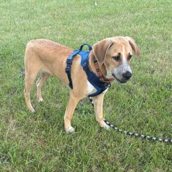 Woody Woodpecker -  Carolina Dog Dog for Adoption in Houston, Texas - Woody Woodpecker | PetCurious