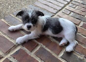 Terrier and Chihuahua Dogs Available for Adoption in Dallas, Texas - Woody | PetCurious