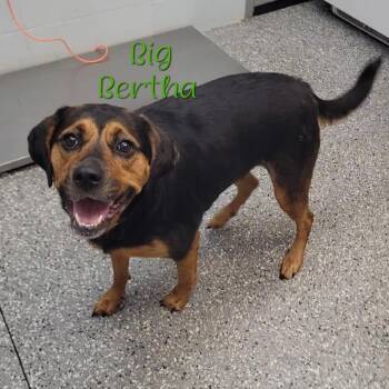 Big Bertha -  Rottweiler and Hound Dog for Adoption in Parkersburg, West Virginia - Big Bertha | PetCurious