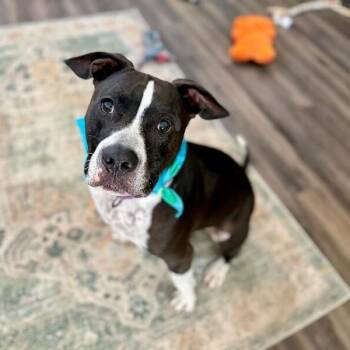 UziBoo Berry Bounce House -  Pit Bull Terrier and Staffordshire Bull Terrier Dog for Adoption in Friendswood, Texas - UziBoo Berry Bounce House | PetCurious