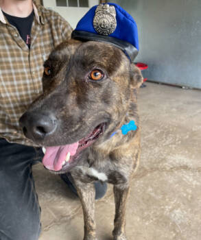 Rescue Mixed Breed Dogs for Adoption in Bloomsburg, Pennsylvania - Sarge | PetCurious