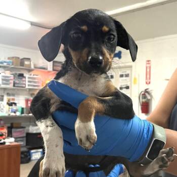 Terrier Dogs Available for Adoption in Edinburg, Texas - Ahsoka | PetCurious