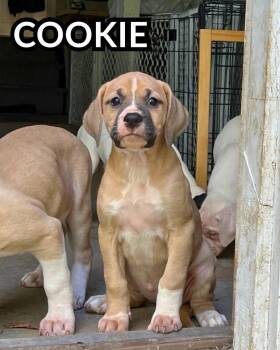 Cookie -  Bulldog and Boxer Dog for Adoption in Youngstown, Ohio - Cookie | PetCurious