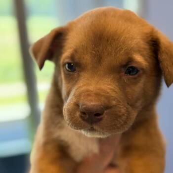 Hound and Pit Bull Terrier Dogs Available for Adoption in Madisonville, Tennessee - Palmer | PetCurious
