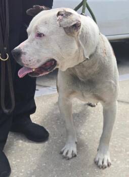 Mixed Breed Dogs Available for Adoption in St. Augustine, Florida - Tily | PetCurious