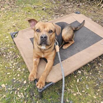 American Staffordshire Terrier and Miniature Pinscher Dogs Available for Adoption - Rupert | PetCurious