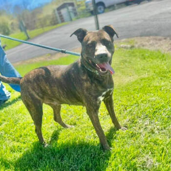 Rescue Pit Bull Terrier Dogs for Adoption in Salem, West Virginia - Silkie | PetCurious